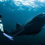 Whale Shark Watching in Saleh Bay: A Unique Eco-Tourism Experience