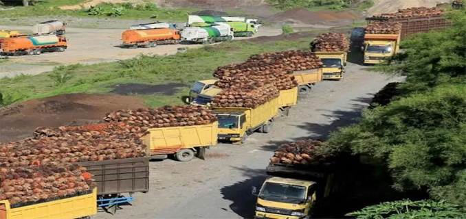 Tantangan Menggeser Paradigma Bisnis Sawit dari Produktivitas ke Keberlanjutan