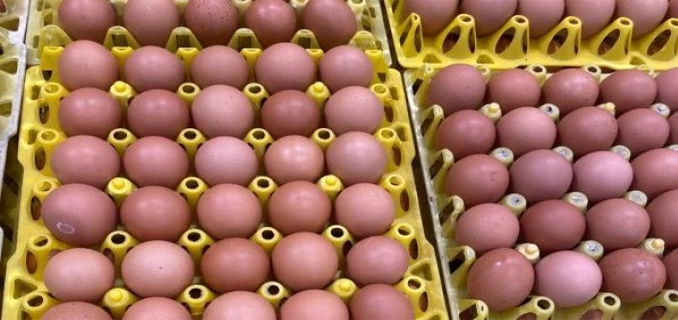 Model Bisnis Telur Bebas Sangkar, Indonesia Malaysia Thailand