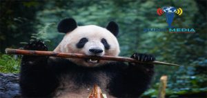 Pusat Panda Raksasa Terbaru China Ini Padukan Teknologi dan Konservasi