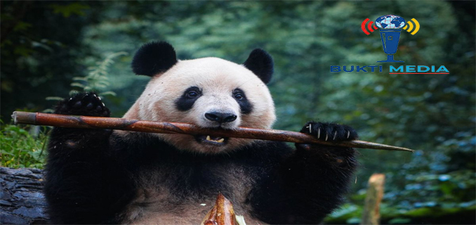 Pusat Panda Raksasa Terbaru China Ini Padukan Teknologi dan Konservasi