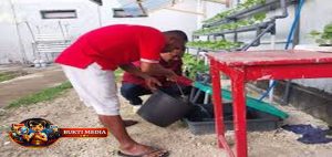 ​Lapas Tual Perluas Unit Bisnis Hidroponik Selada