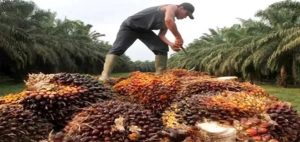 Indonesia Bersiap Tuntut Uni Eropa Soal Kebijakan Sawit di WTO