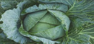 Kubis Beku Lebih Renyah dan Manis Berkat Teknologi Nitrogen Cair