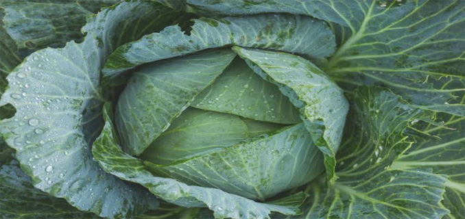 Kubis Beku Lebih Renyah dan Manis Berkat Teknologi Nitrogen Cair