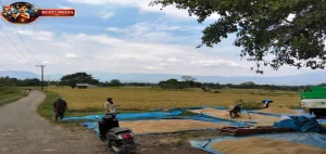 Optimalkan Sawah Tadah Hujan Petani Maheng Aceh Besar Dukung Swasembada Pangan
