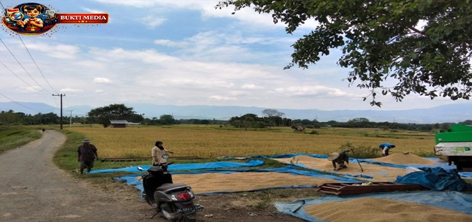 Optimalkan Sawah Tadah Hujan Petani Maheng Aceh Besar Dukung Swasembada Pangan
